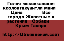 Голая мексиканская ксолоитцкуинтли мини › Цена ­ 20 000 - Все города Животные и растения » Собаки   . Крым,Гаспра